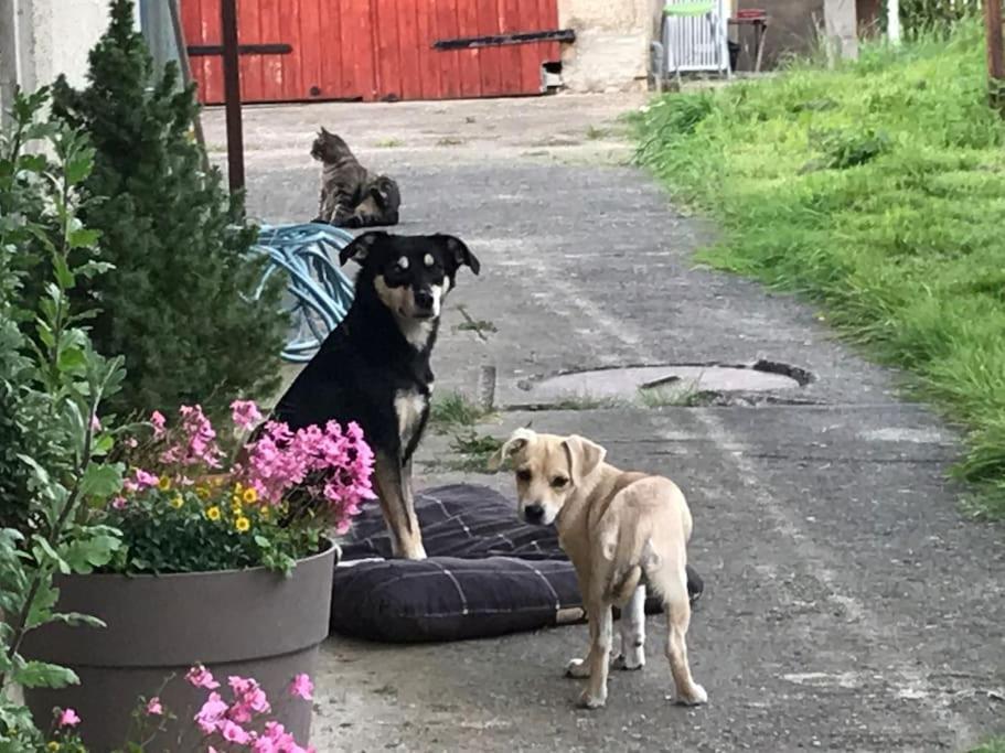 Ferienwohnung Kompass Nahe Der Ostsee Im Gruenen Bad Doberan Exterior photo